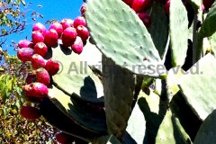fruit of prickly pear, Palazzo Adriano